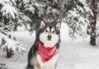 How to Groom a Husky at Home (Complete Guide)
