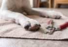 How to Cut Overgrown Dog Nails Without Making Them Bleed