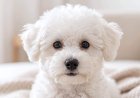 How to Remove Dog Tear Stains Safely (Complete Home Care Guide)