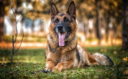 How to Groom a German Shepherd at Home (Shedding Guide)