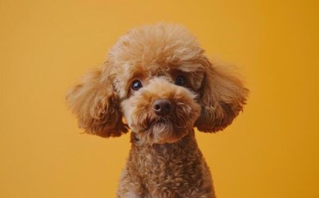How to Groom a Poodle at Home (Complete Maintenance Guide)