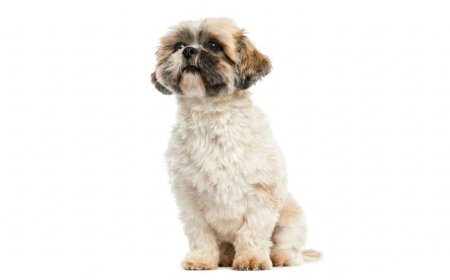 How to Groom a Shih Tzu at Home (Step-by-Step Styling)