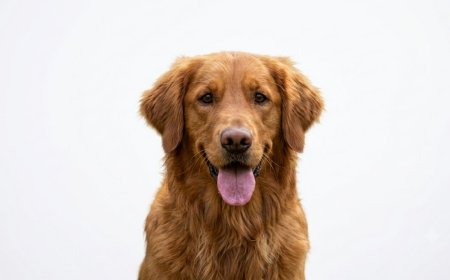 How to Groom a Golden Retriever at Home (De-Shedding Guide)