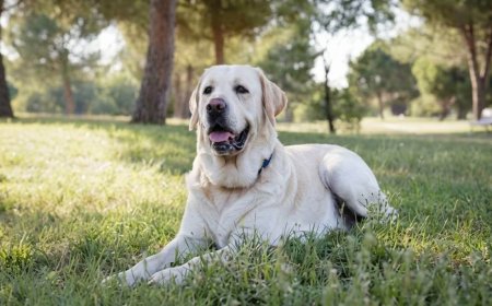 How to Groom a Labrador Retriever at Home (Complete Guide)