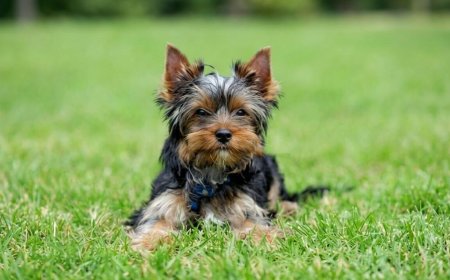 How to Groom a Yorkshire Terrier at Home (Complete Guide)