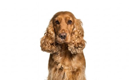 How to Groom a Cocker Spaniel at Home (Complete Guide)