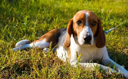 How to Groom a Beagle at Home (Complete Beginner's Guide)