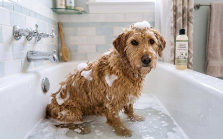 How Often Should You Bathe a Dog? Vet-Approved Guide