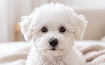How to Remove Dog Tear Stains Safely (Complete Home Care Guide)