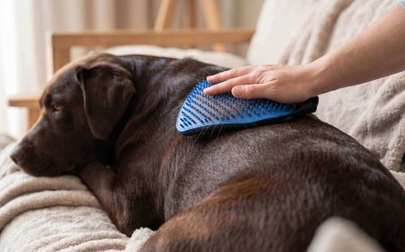 Best Dog Brushes for Short-Haired Breeds (Top Picks)