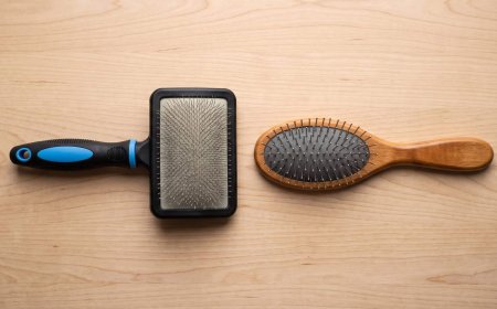 Slicker Brush vs Pin Brush: Which Does Your Dog Need?