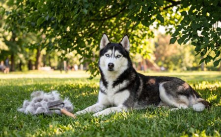How to Groom a Double-Coated Dog in Summer (Never Shave)