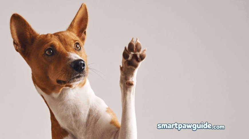 How to Protect Dog Paws from Hot Pavement and Ice