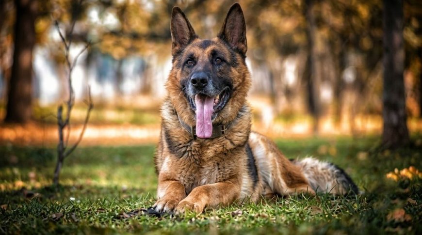 How to Groom a German Shepherd at Home (Shedding Guide)