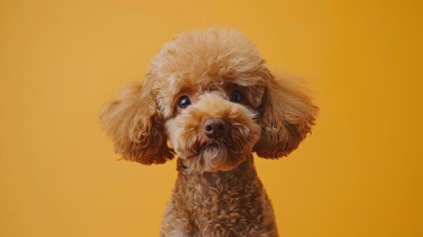 How to Groom a Poodle at Home (Complete Maintenance Guide)