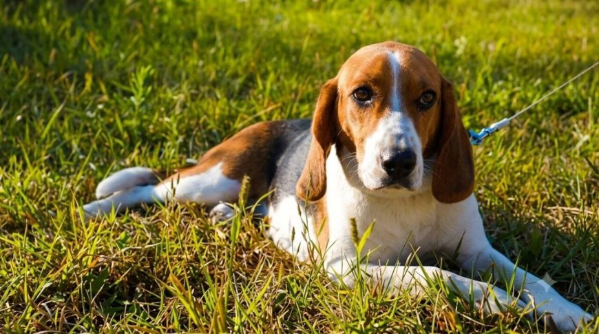 How to Groom a Beagle at Home (Complete Beginner's Guide)