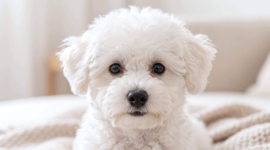 How to Remove Dog Tear Stains Safely (Complete Home Care Guide)