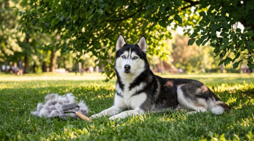How to Groom a Double-Coated Dog in Summer (Never Shave)