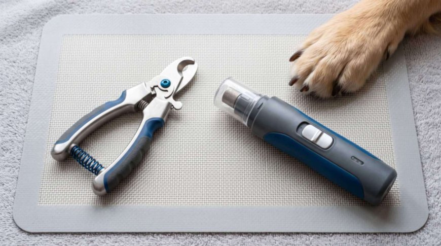 Nail Grinder vs Clippers: Which Is Safer for Your Dog?